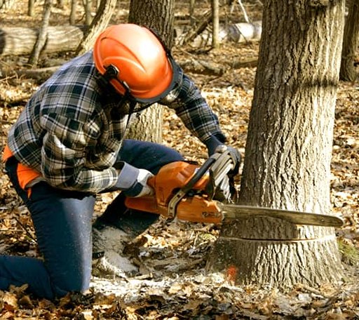Tree Removal in Boyce, LA